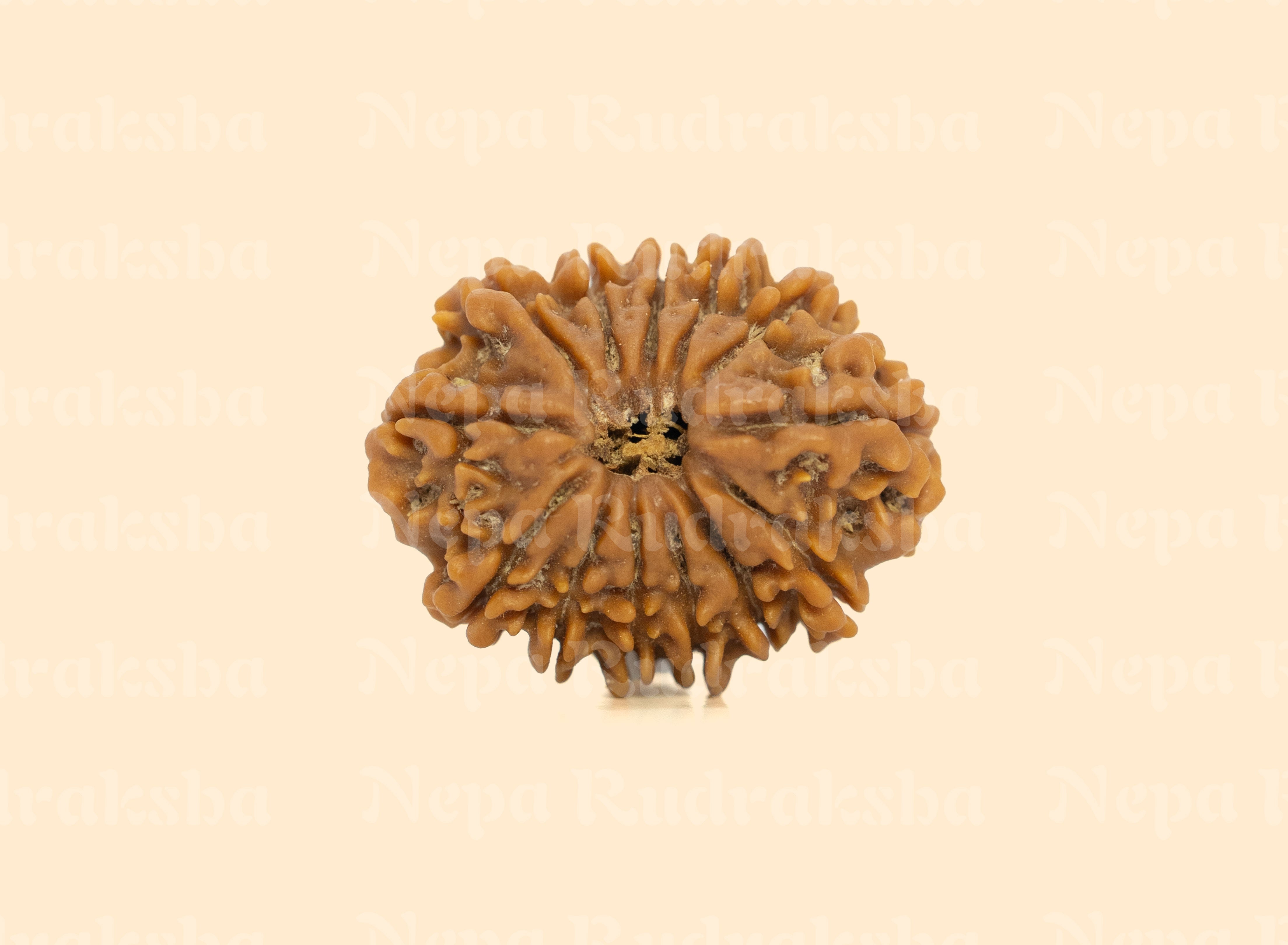 13 Mukhi (Regular)
