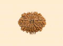 13 Mukhi (Regular)