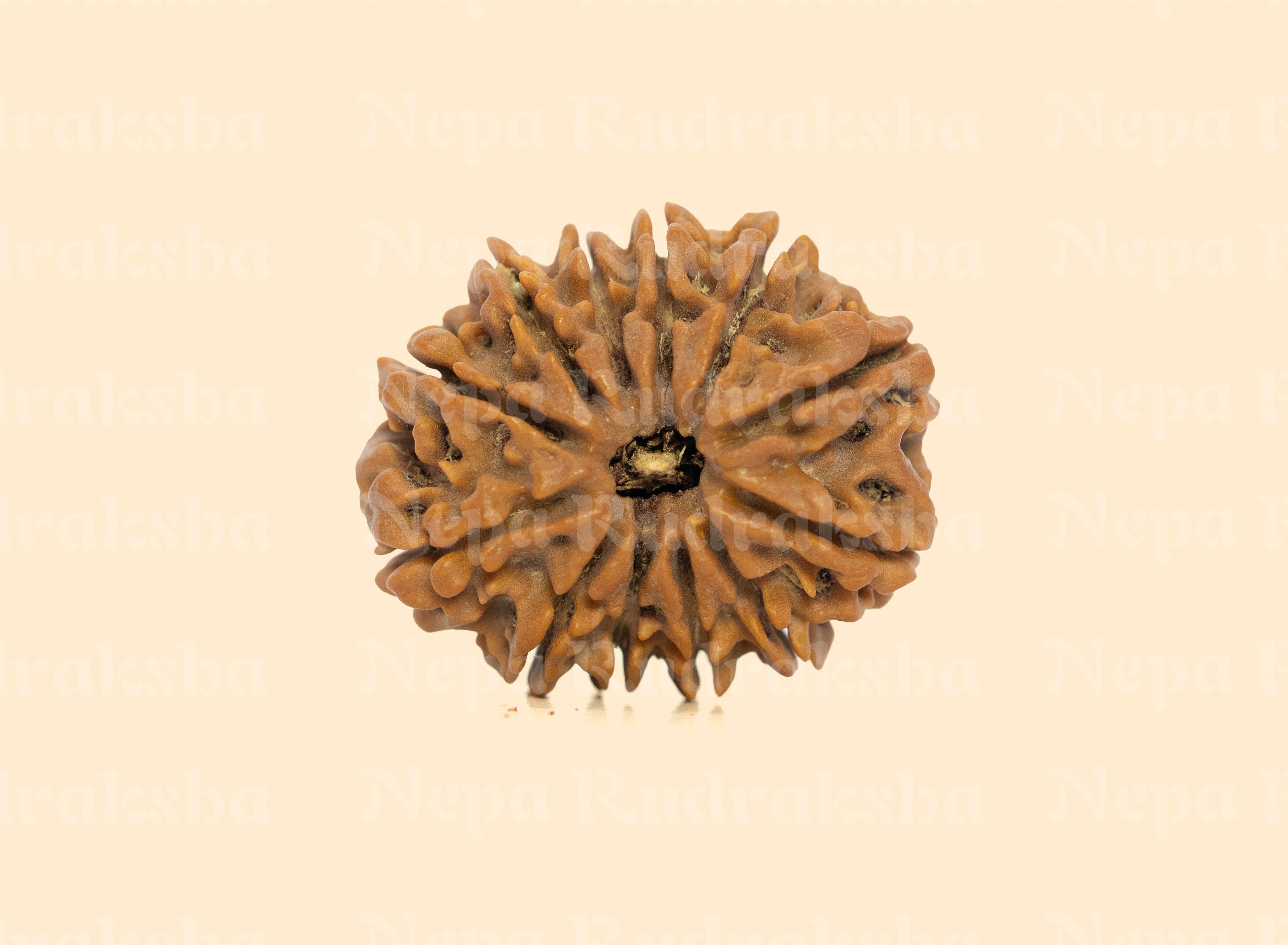 12 Mukhi (Collector) Rudraksha