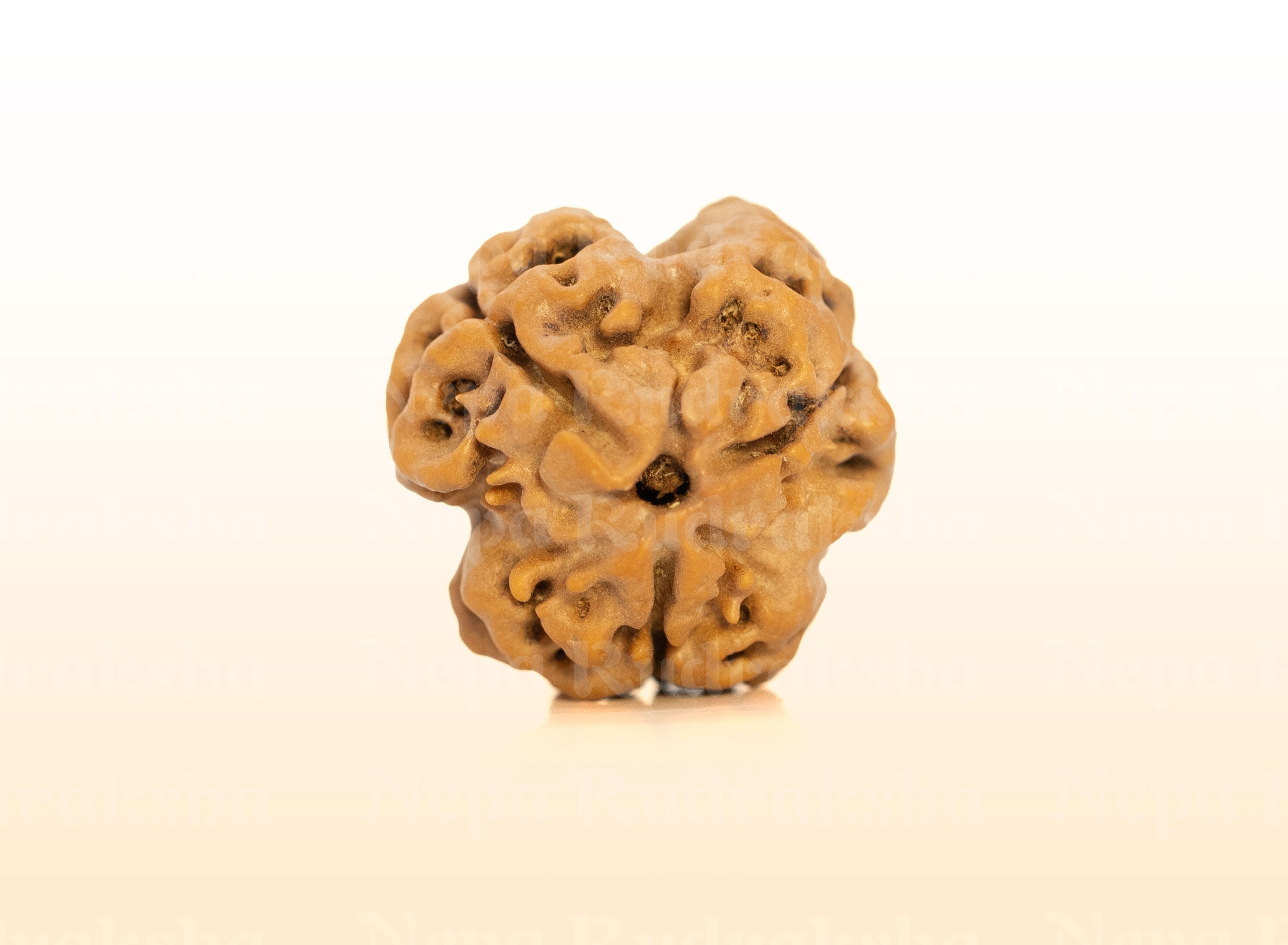 3 Mukhi (Super Collector) Rudraksha