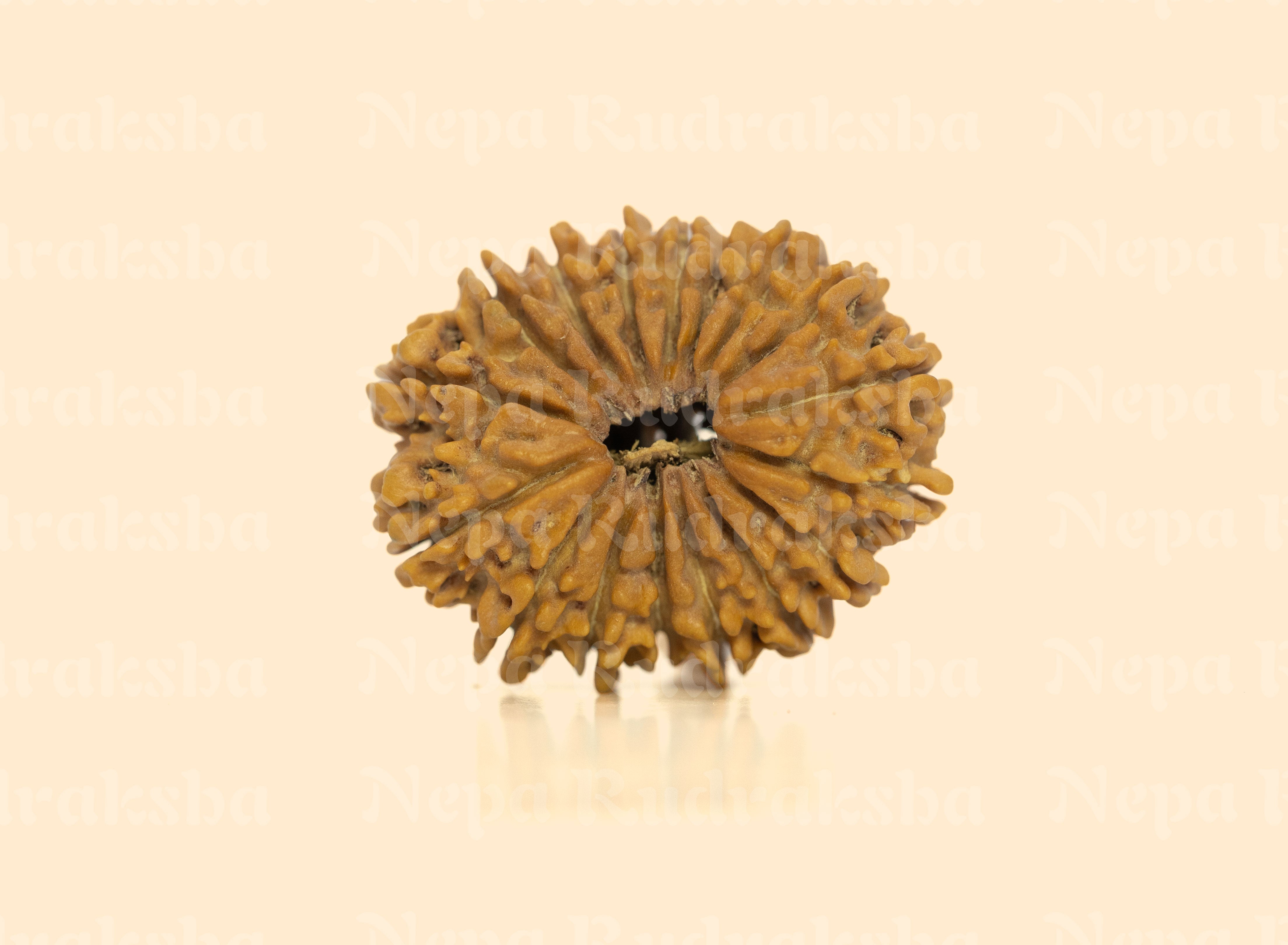 17 Mukhi (Super Collector) Rudraksha