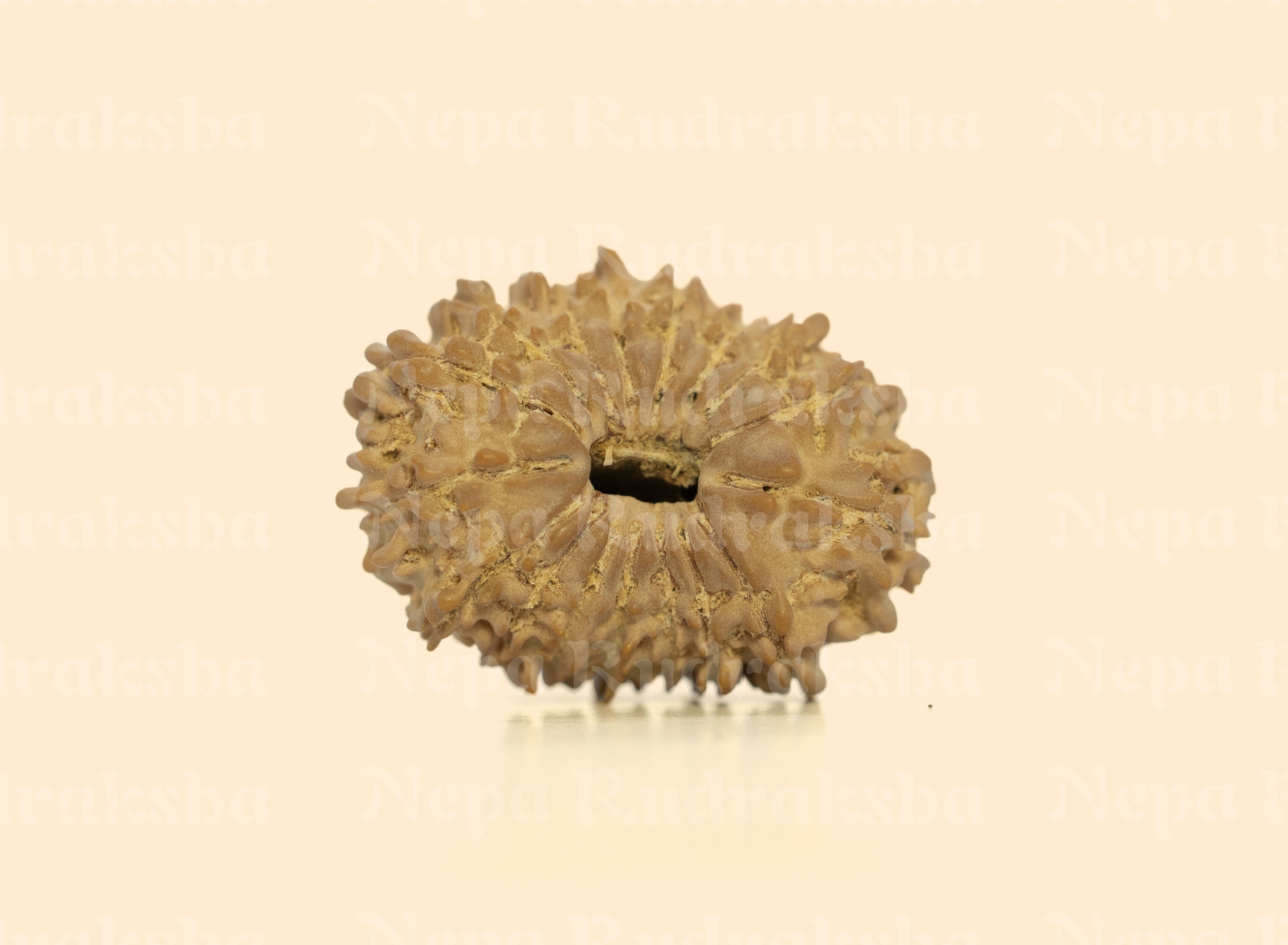 17 Mukhi (Regular) Rudraksha
