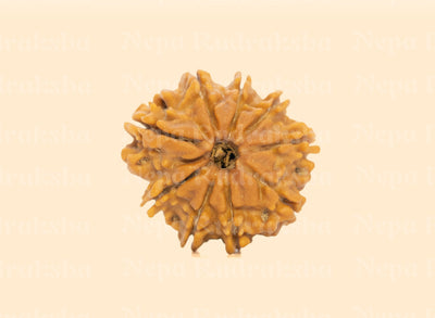 9 Mukhi (Regular) Rudraksha