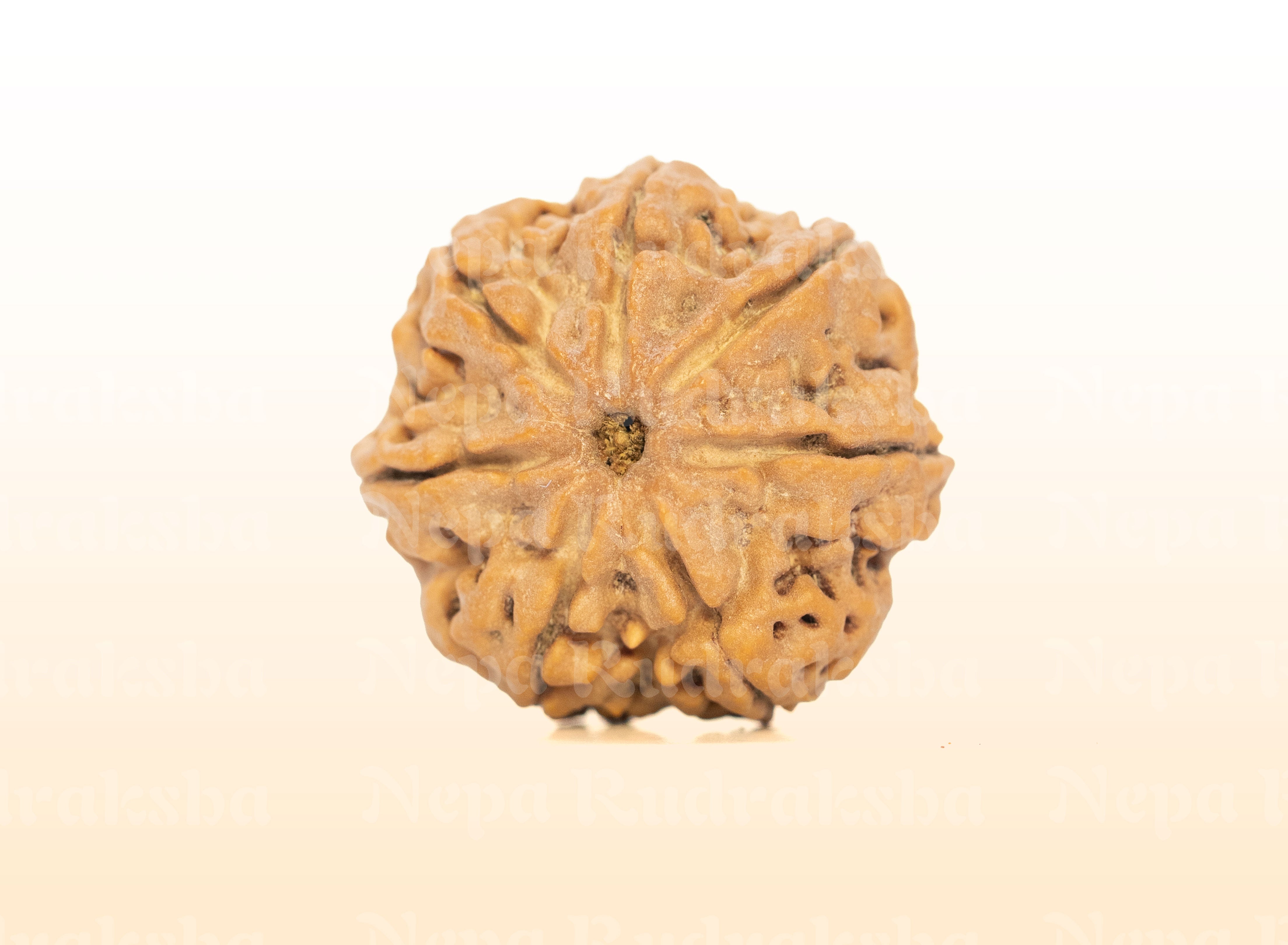 7 Mukhi (Collector) Rudraksha