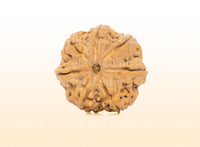 7 Mukhi (Collector) Rudraksha