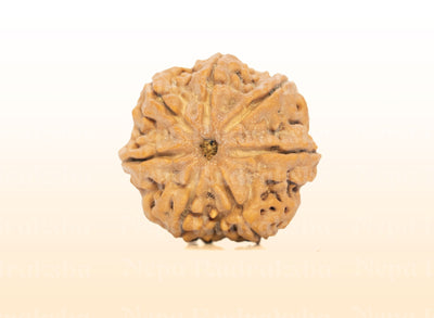 7 Mukhi (Collector) Rudraksha
