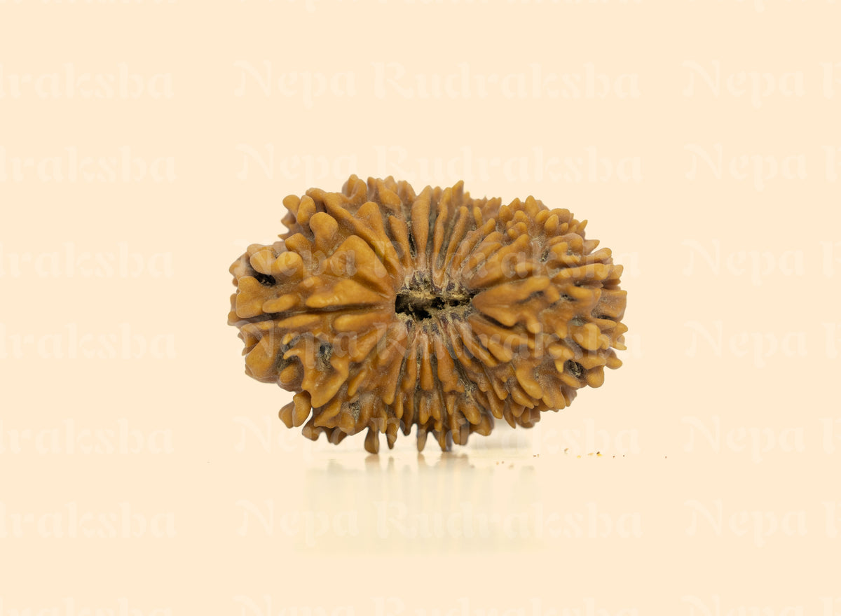 18 Mukhi Rudraksha