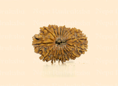 18 Mukhi Rudraksha