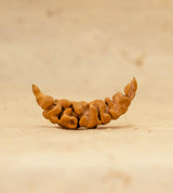 1 Mukhi