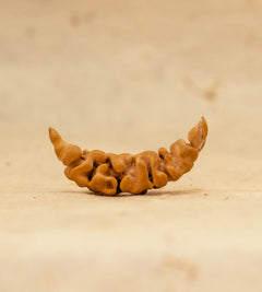 1 Mukhi