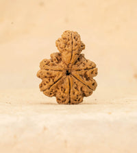 1 Mukhi Savar