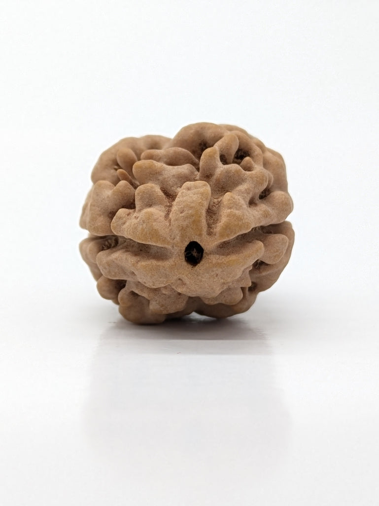 2 Mukhi (Super Collector) Rudraksha