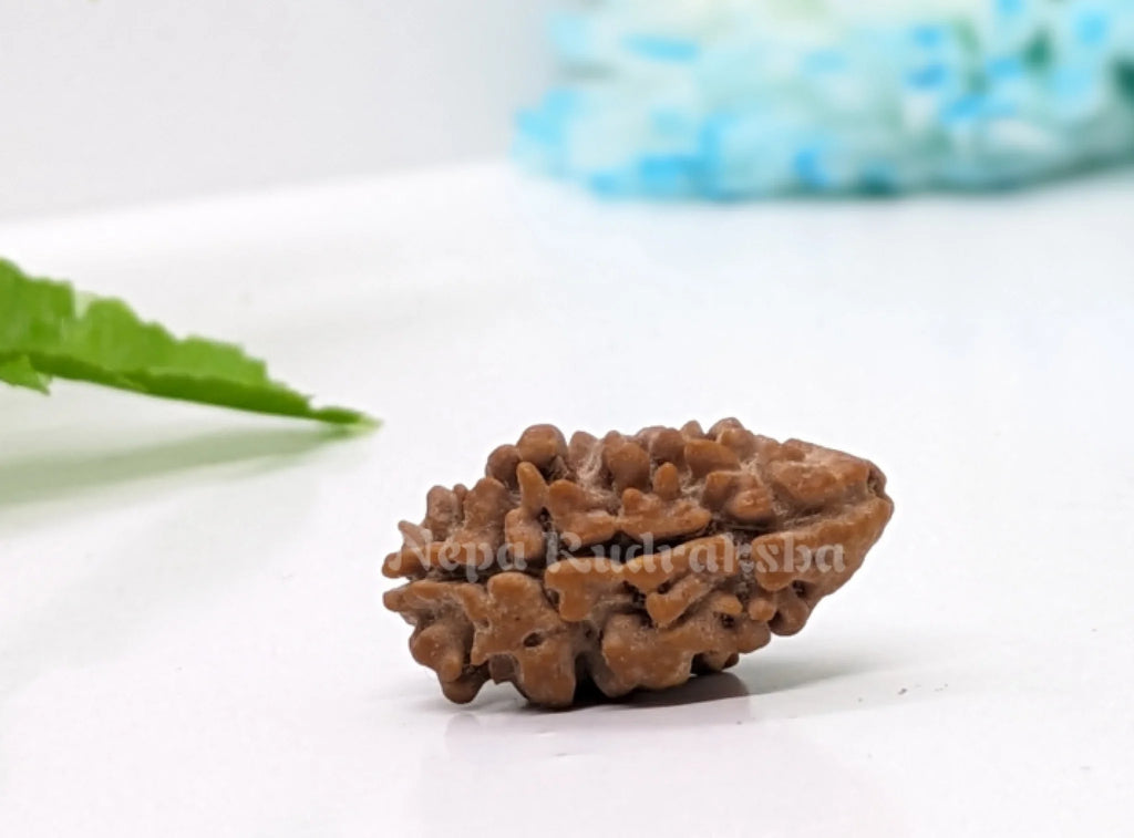 2 mukhi collector sized nepali rudraksha