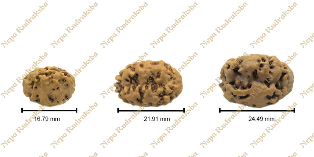 2 Mukhi (Collector) Rudraksha