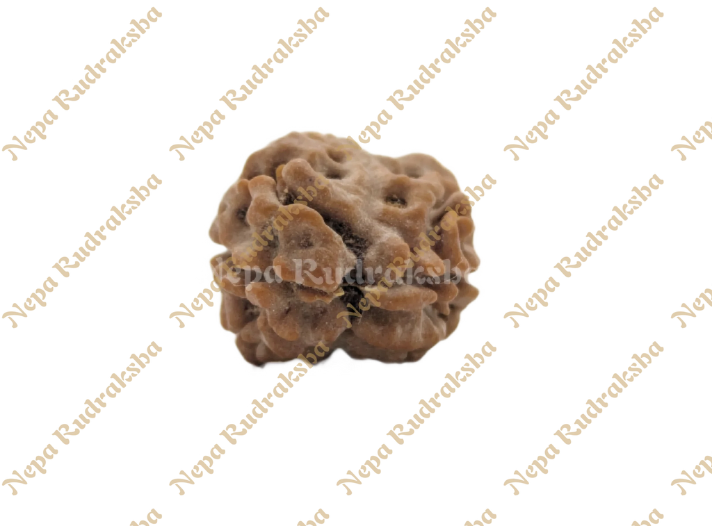 Nepali Two mukhi collector sized rudraksha