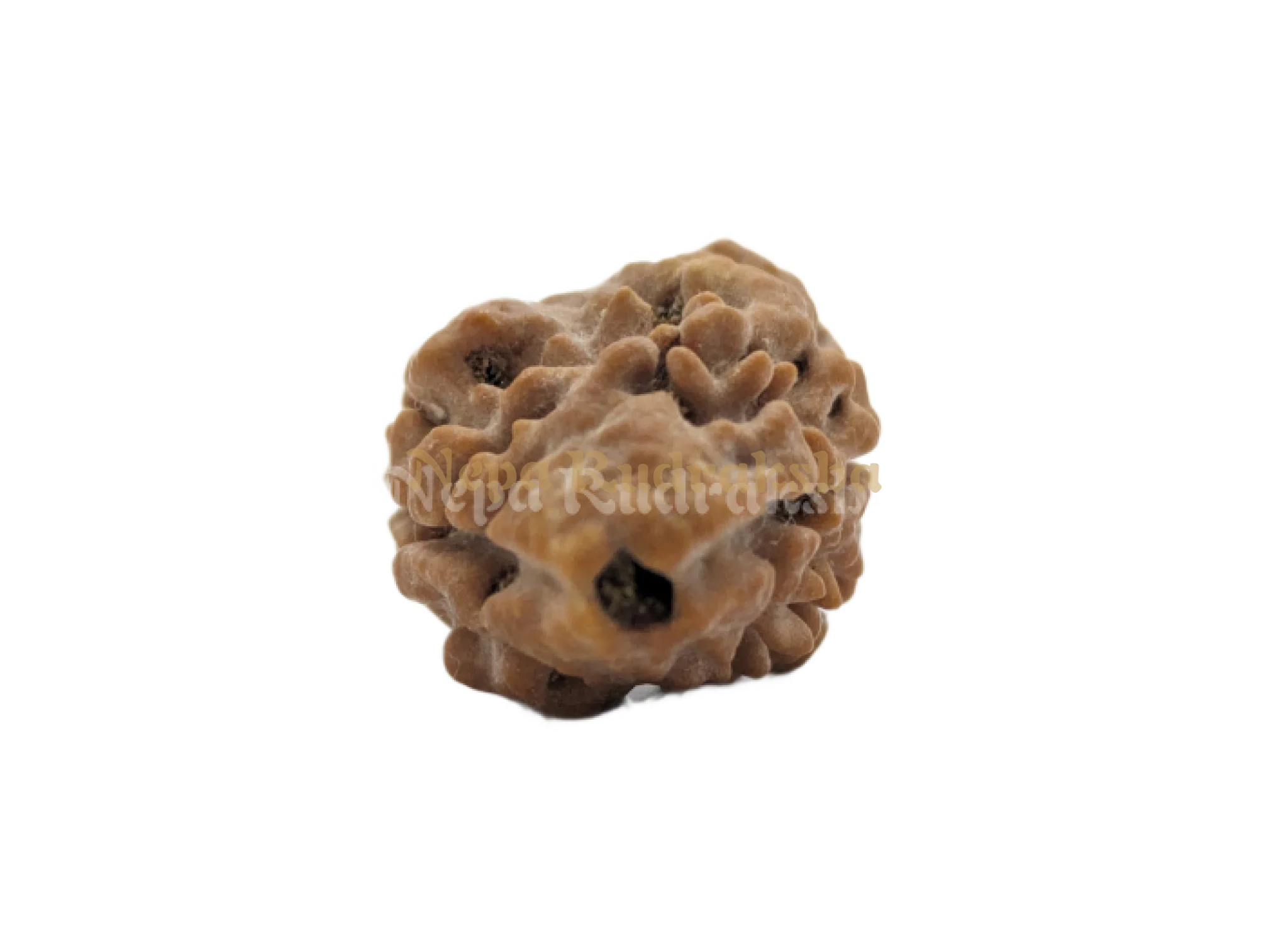 2 Mukhi (Collector) Rudraksha