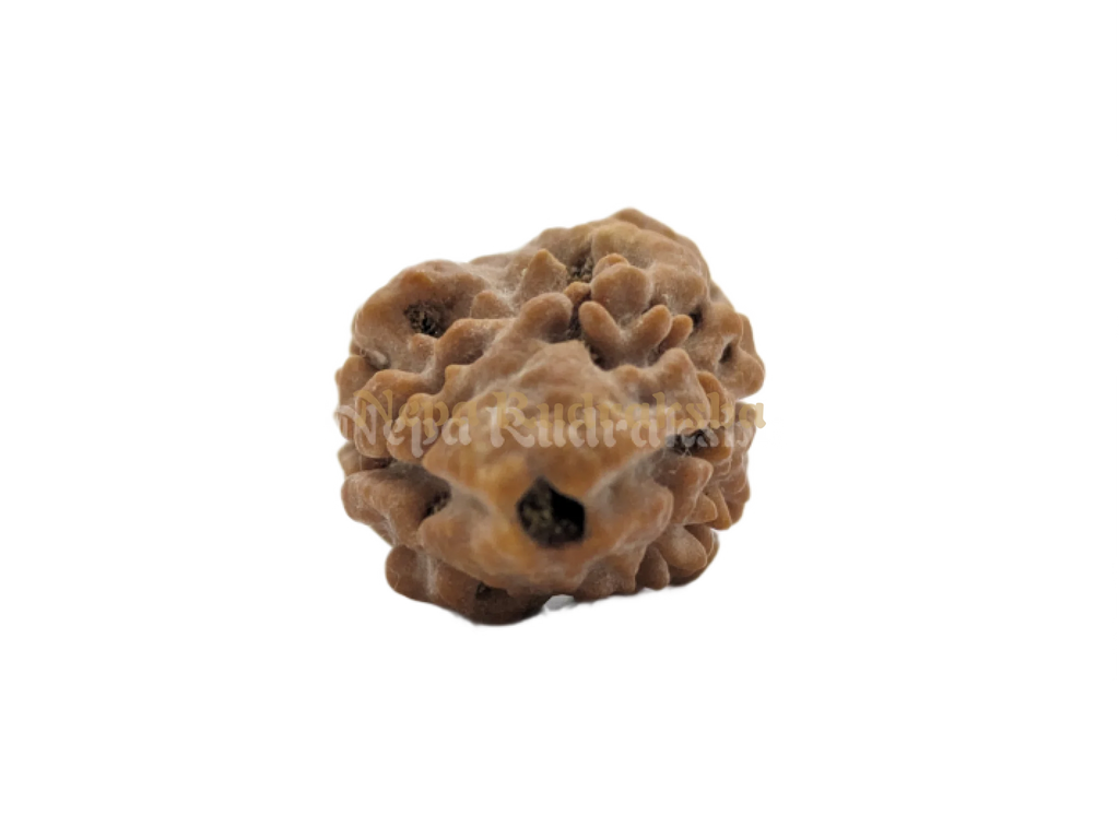 Two mukhi collector sized nepali rudraksha