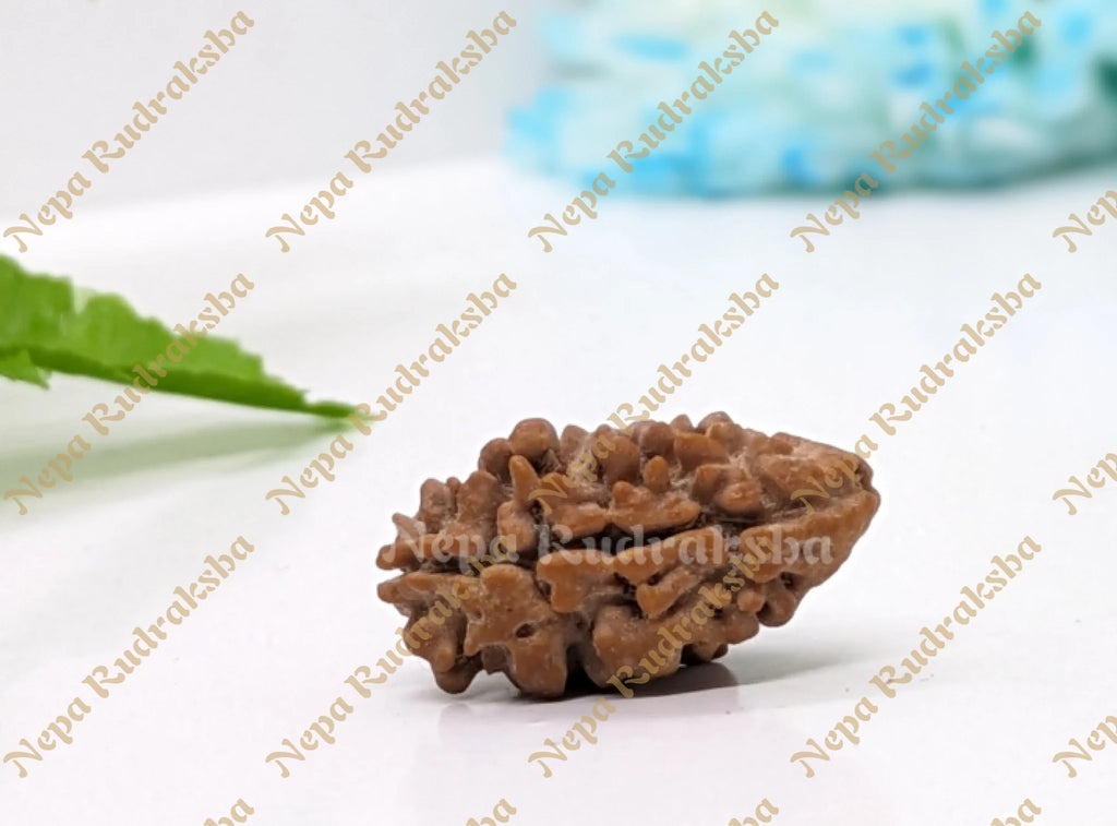 2 mukhi collector sized nepali rudraksha