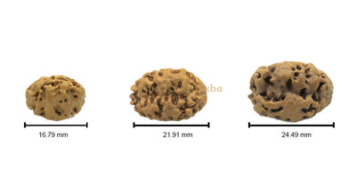 2 Mukhi (Collector) Rudraksha