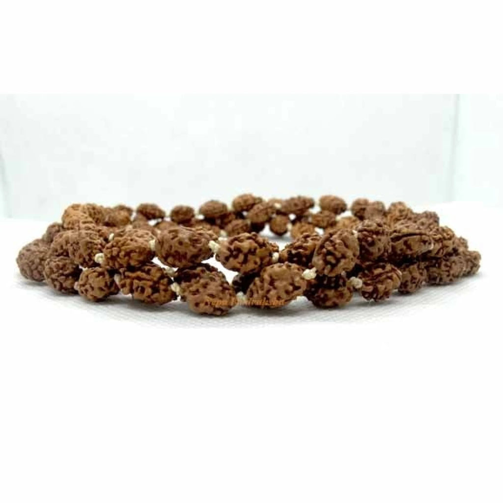 2 Mukhi Japa Mala