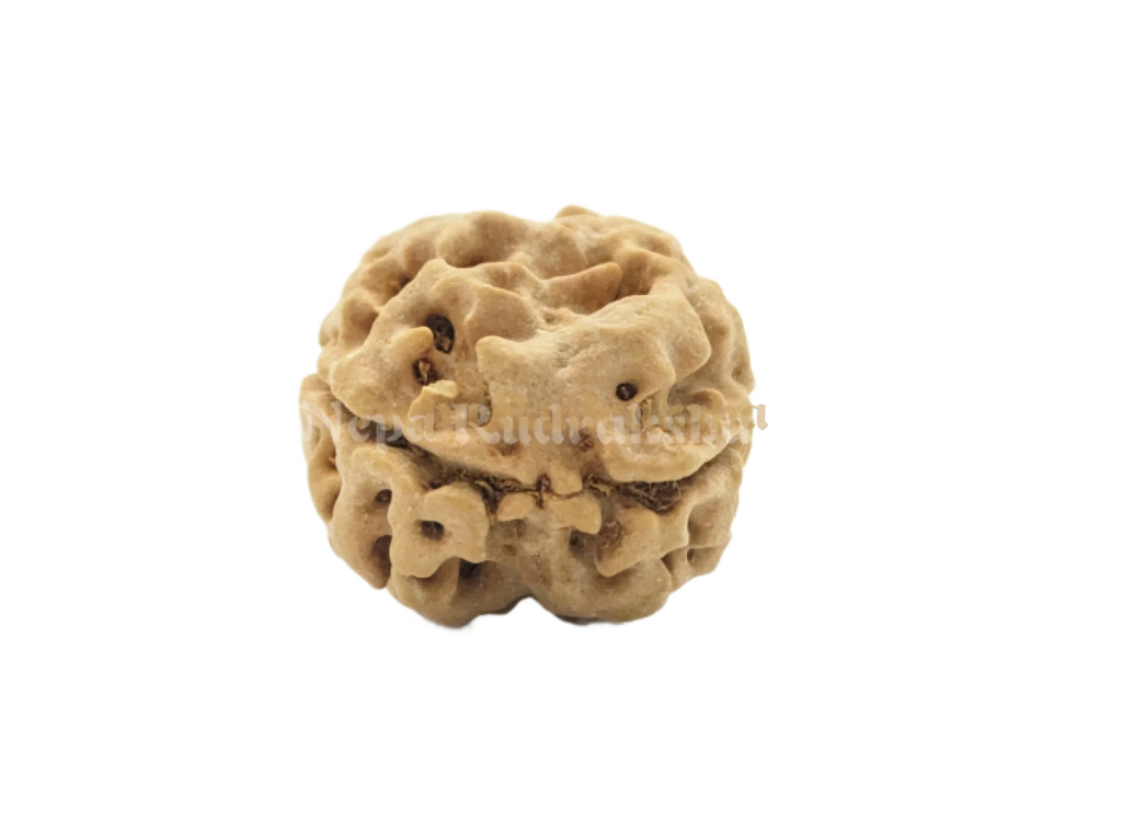 2 mukhi medium sized nepali rudraksha