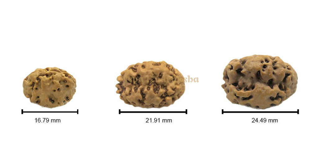 2 Mukhi nepali rudraksha size reference