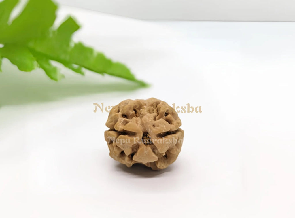 Nepali Two mukhi medium sized rudraksha