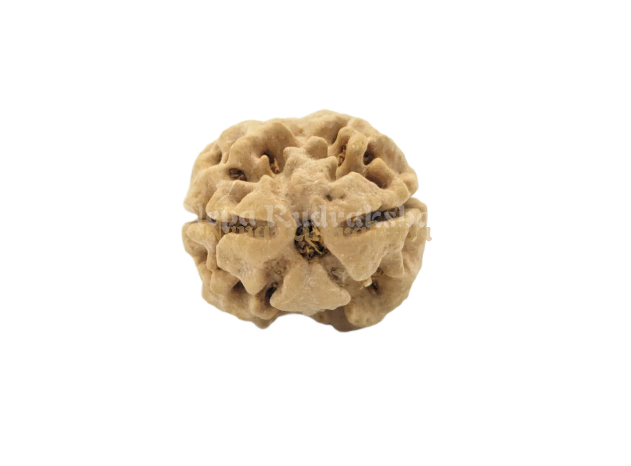 2 Mukhi (Medium) Rudraksha