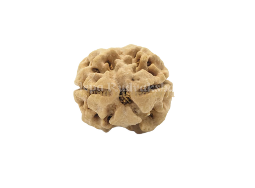 Two mukhi medium sized nepali rudraksha