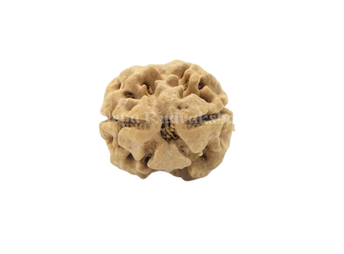 Two mukhi medium sized nepali rudraksha