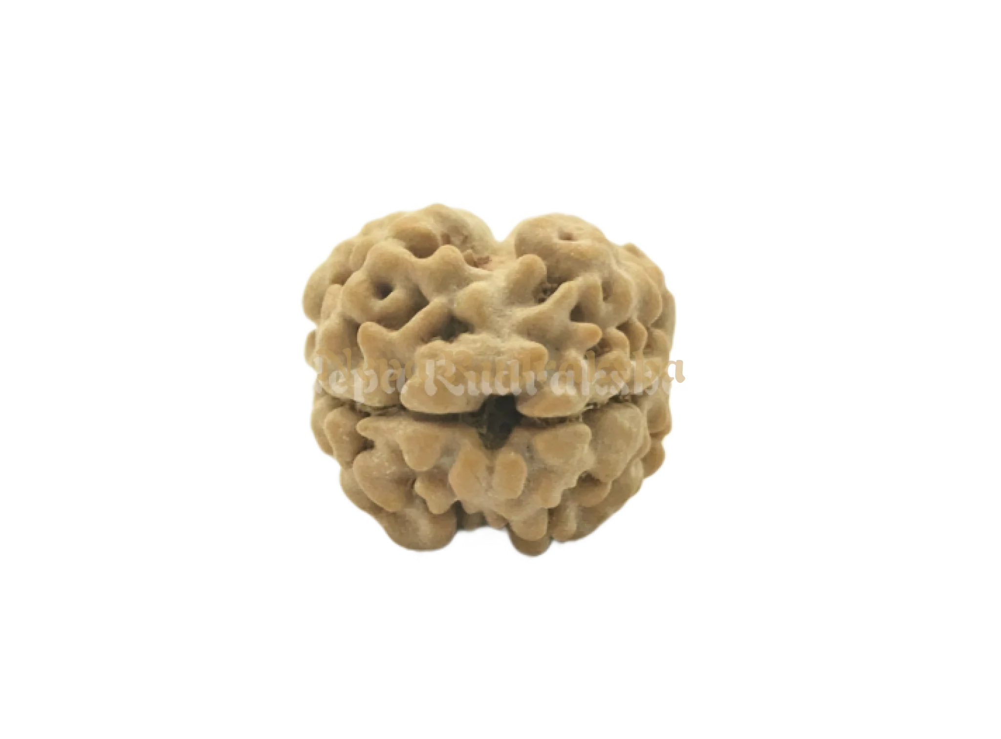 2 Mukhi (Regular) Rudraksha