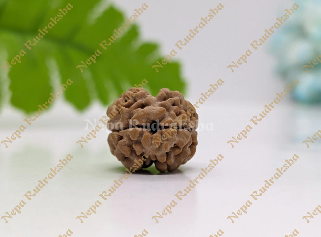 Nepali Two Mukhi Rudraksha