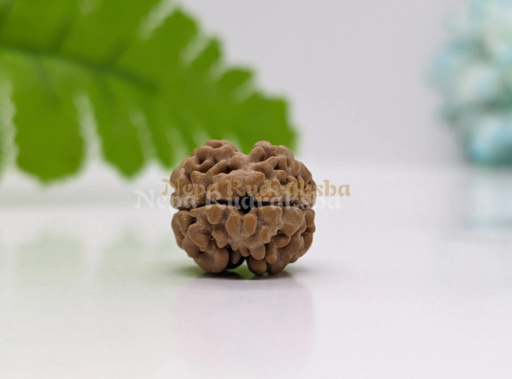 Nepali Two Mukhi Rudraksha