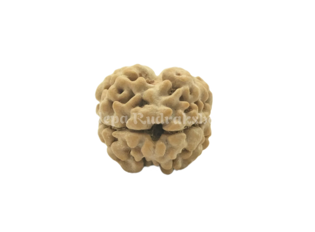 Two mukhi nepali rudraksha