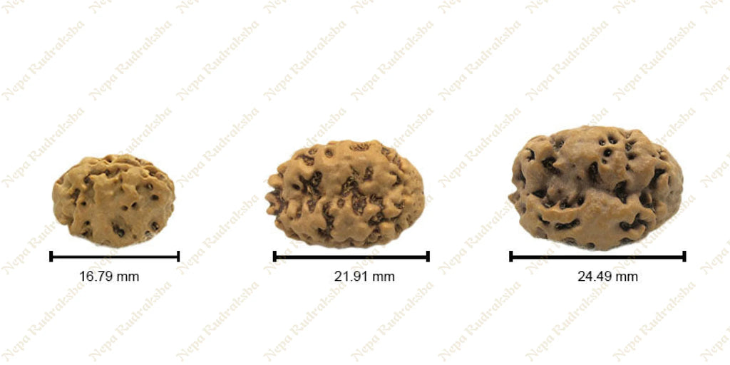 2 Mukhi Rudraksha