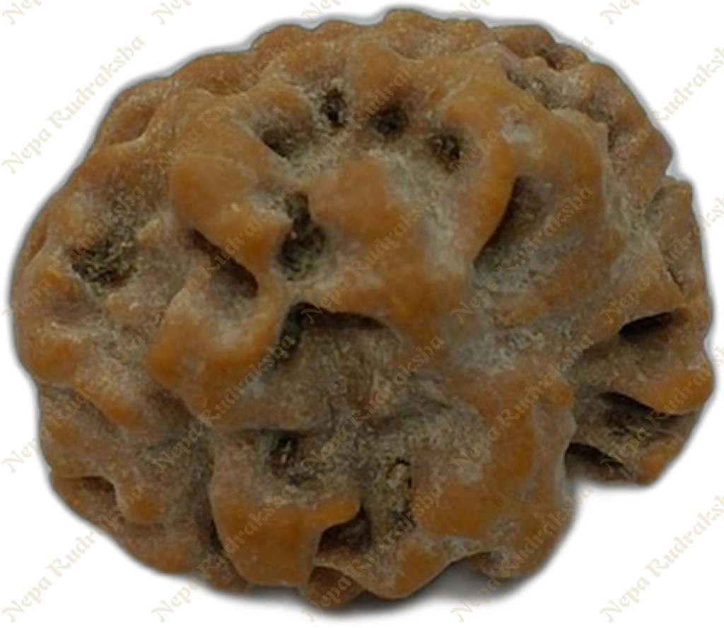 2 Mukhi Rudraksha