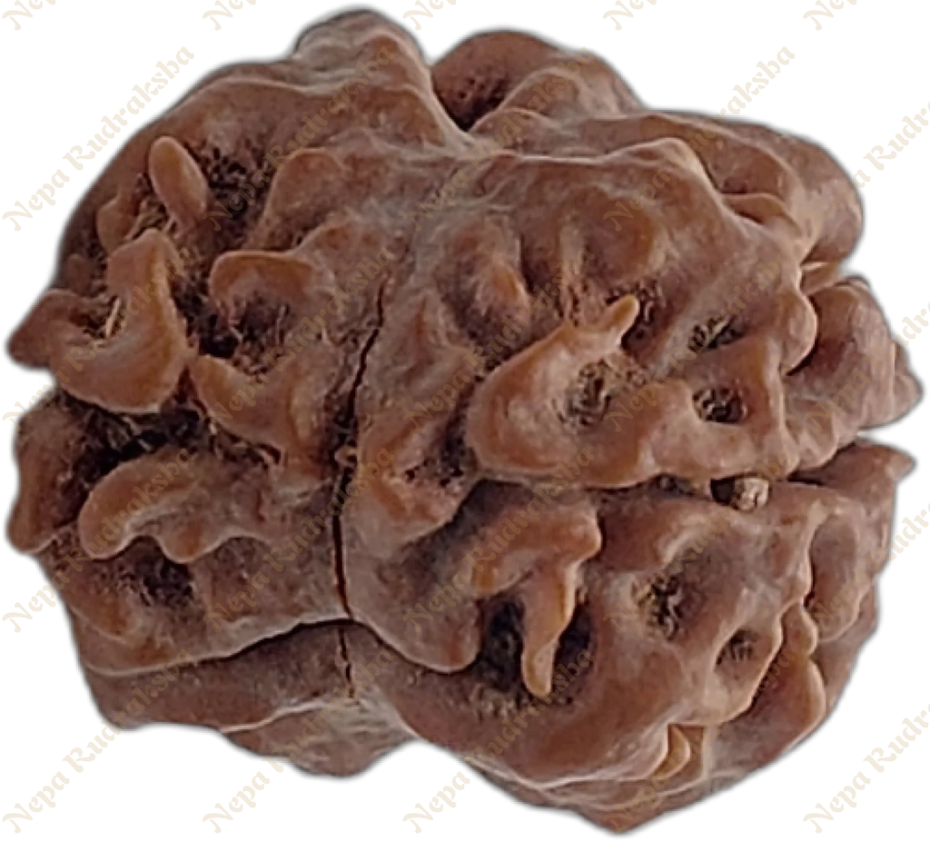 2 Mukhi Rudraksha