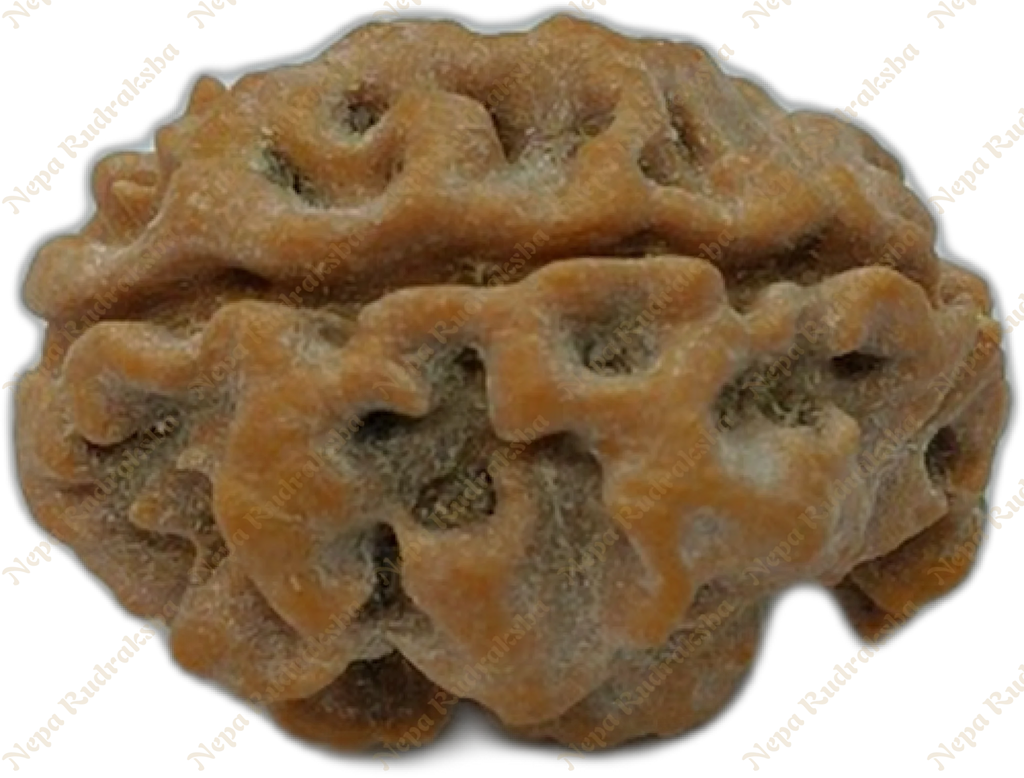 2 Mukhi Rudraksha