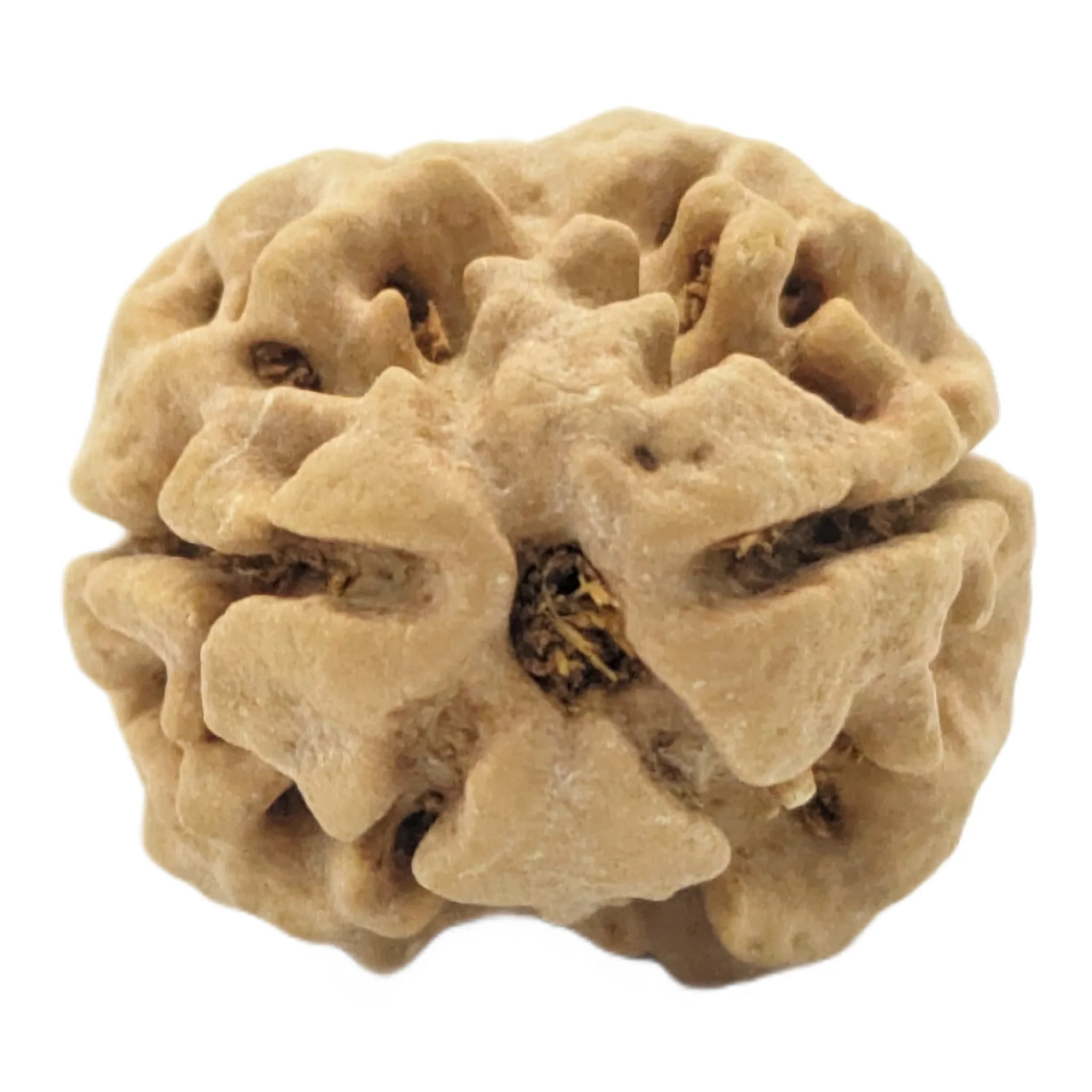 2 Mukhi Rudraksha