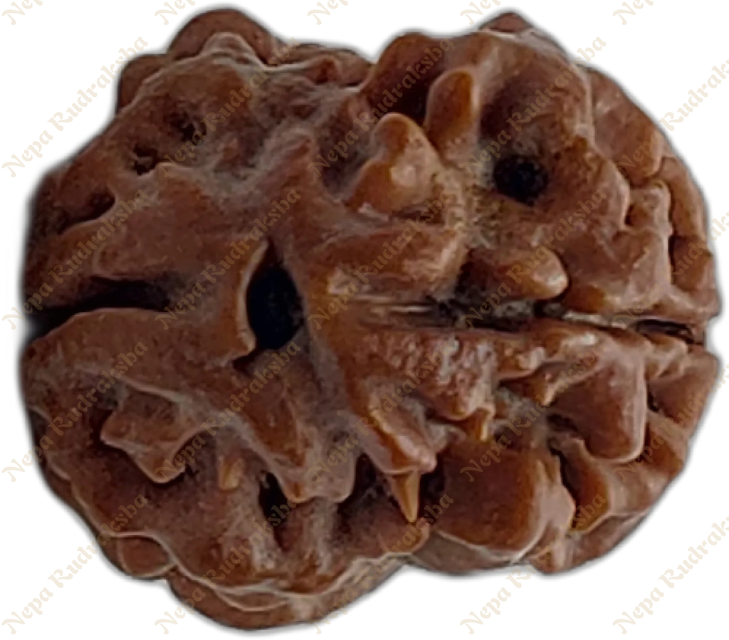 2 Mukhi Rudraksha