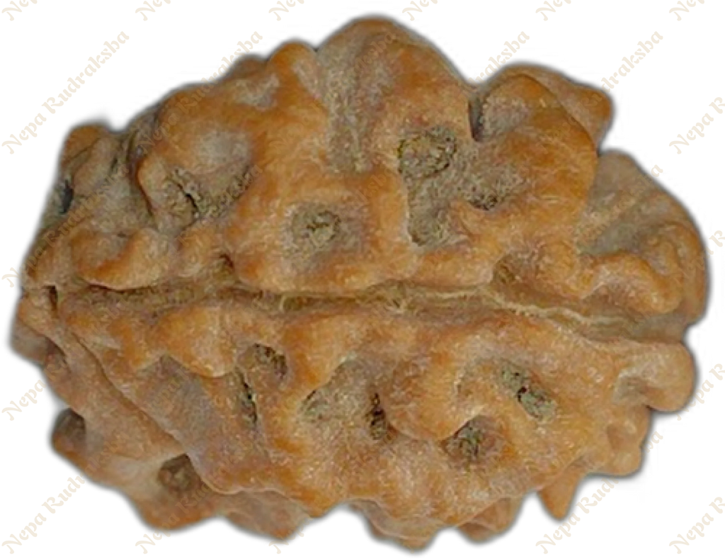 2 Mukhi Rudraksha