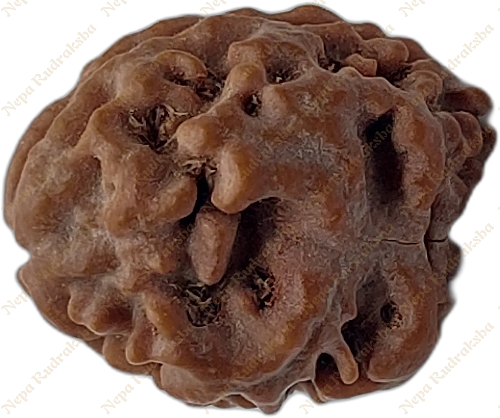 2 Mukhi Rudraksha