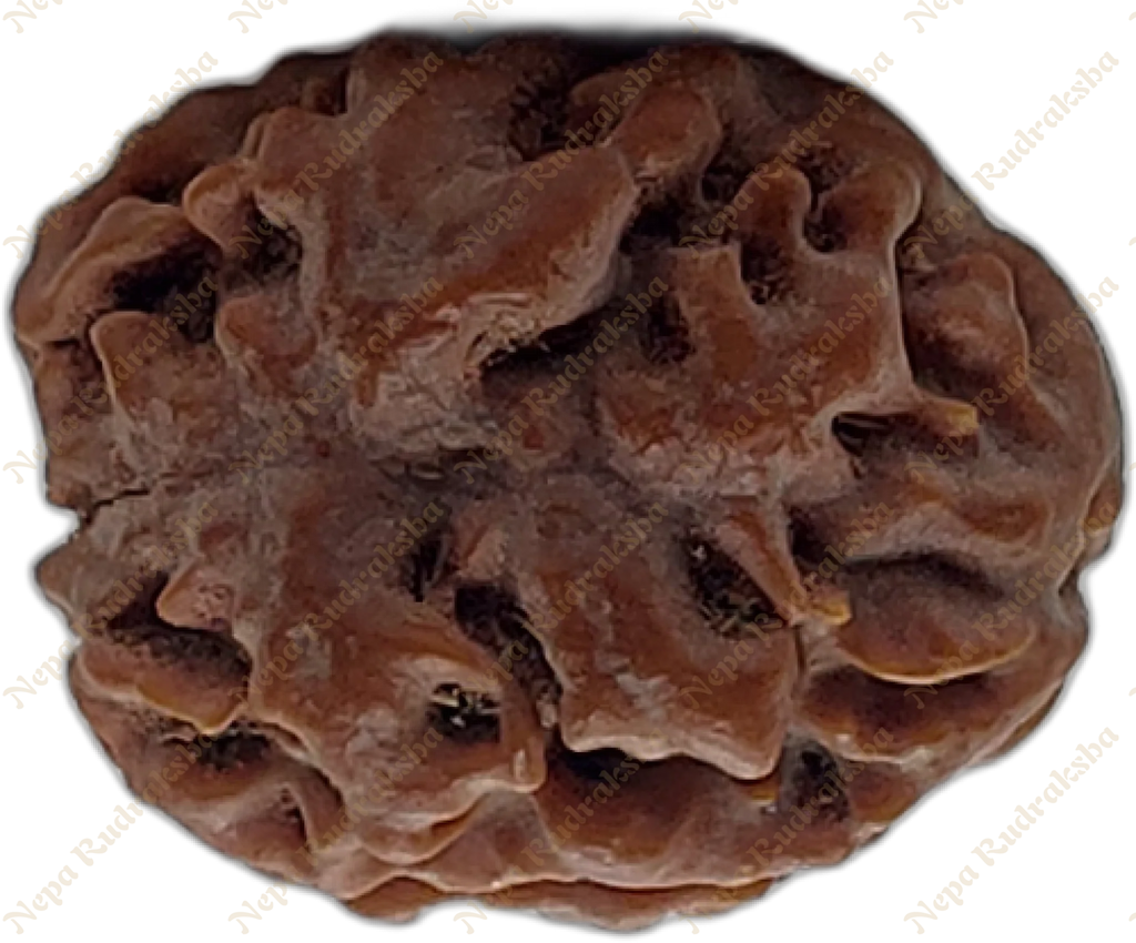 2 Mukhi Rudraksha