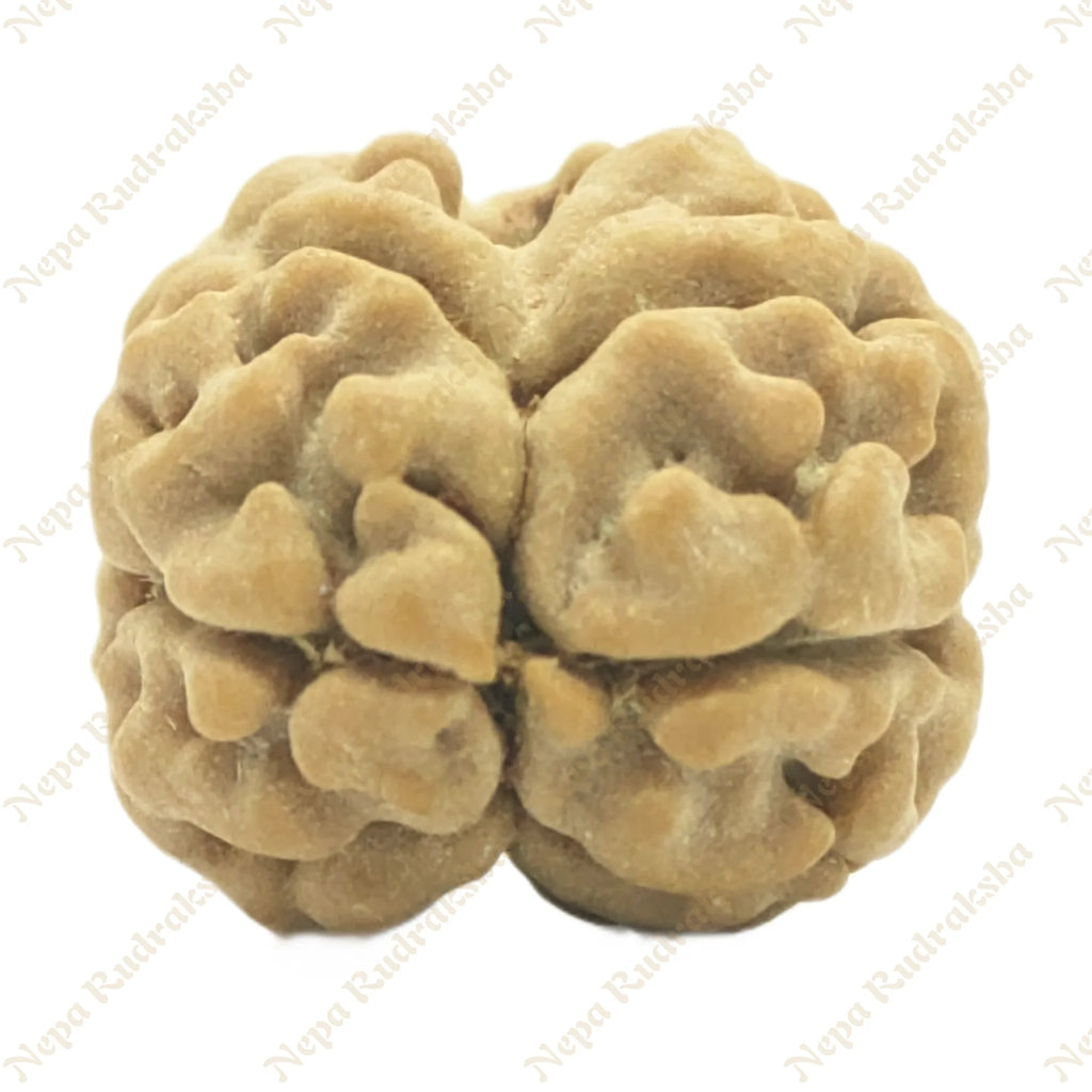 2 Mukhi Rudraksha