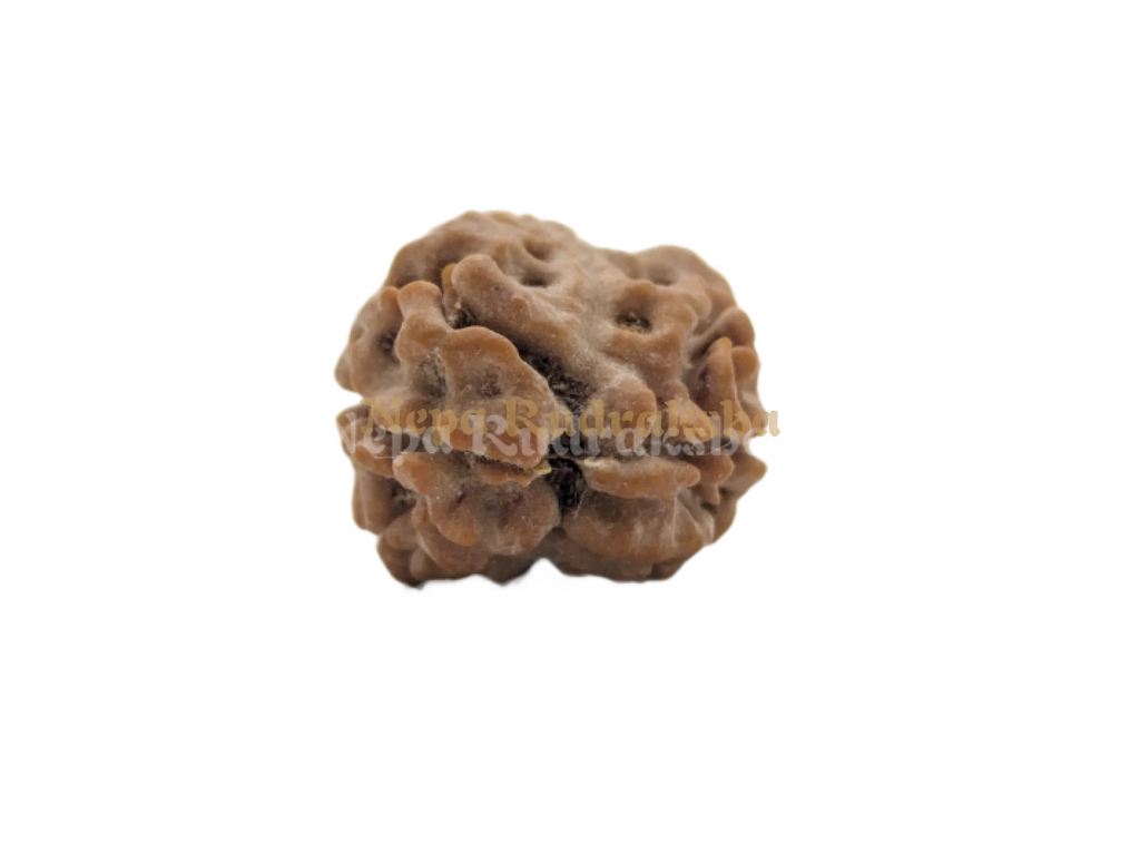 Nepali Two mukhi collector sized rudraksha