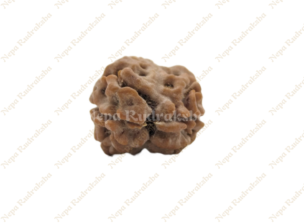 Nepali Two mukhi collector sized rudraksha