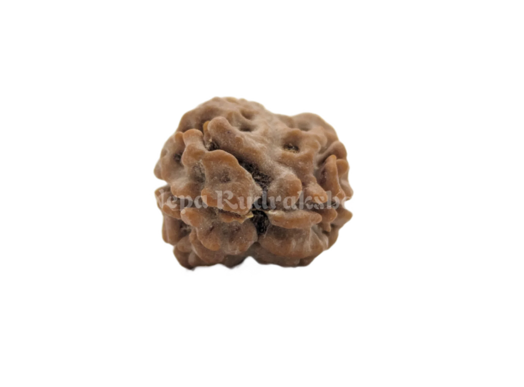 Nepali Two mukhi collector sized rudraksha