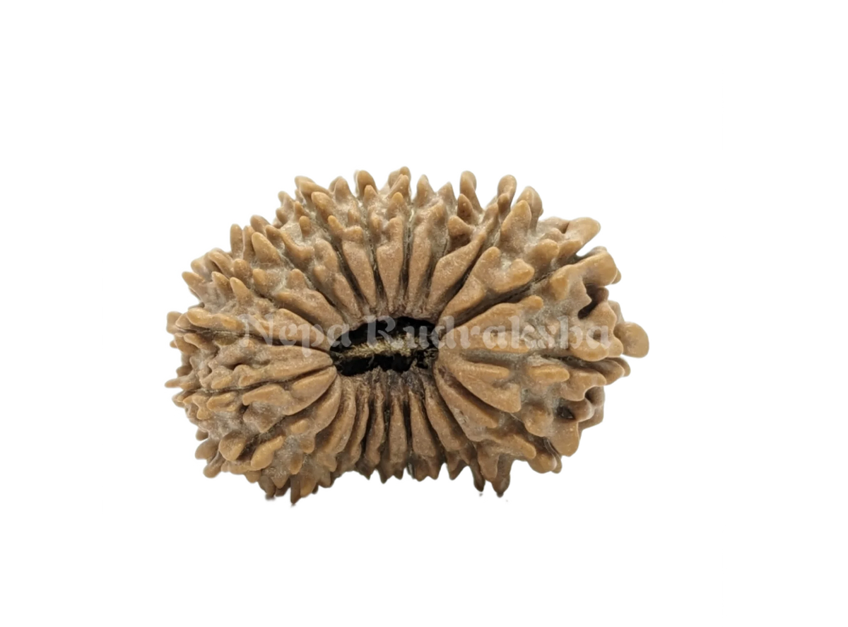 20 Mukhi Rudraksha