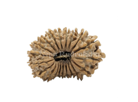 20 Mukhi