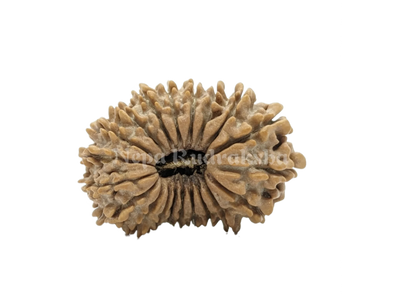 20 Mukhi Rudraksha